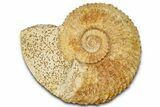 Jurassic Ammonite (Paragarantiana) Fossil - Évrecy, France #367906-1